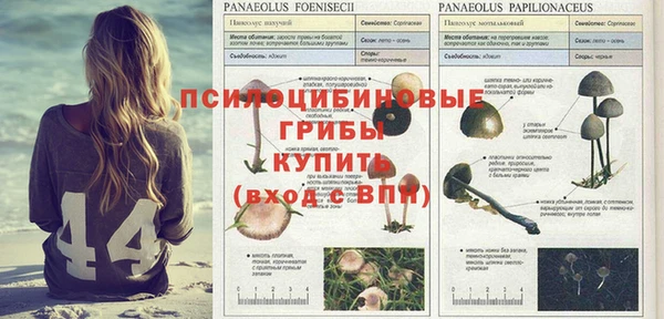 PSILOCYBIN Майский