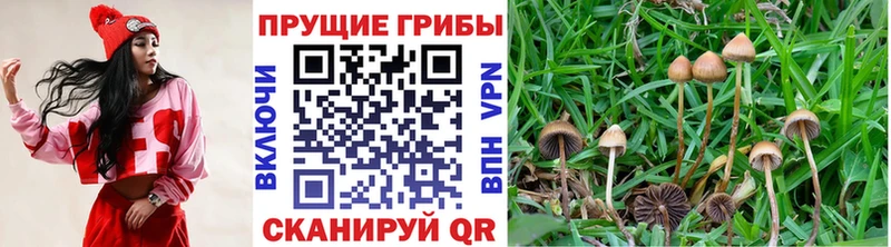 наркотики  Тюмень  Псилоцибиновые грибы GOLDEN TEACHER 
